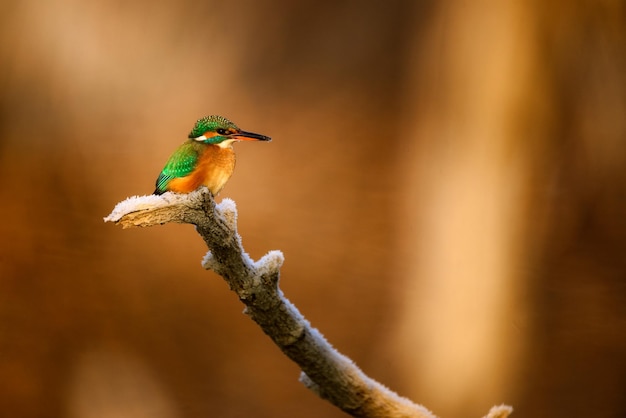 Martin pescatore comune Alcedo Atthis seduto su un ramo di albero