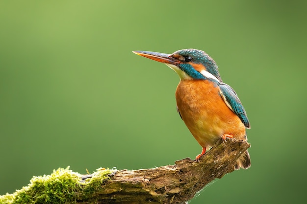 Martin pescatore comune che osserva sull'albero con spazio per testo