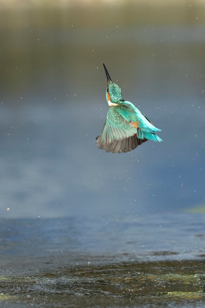 Martin pescatore comune che pesca in un fiume di una foresta mediterranea con le ultime luci