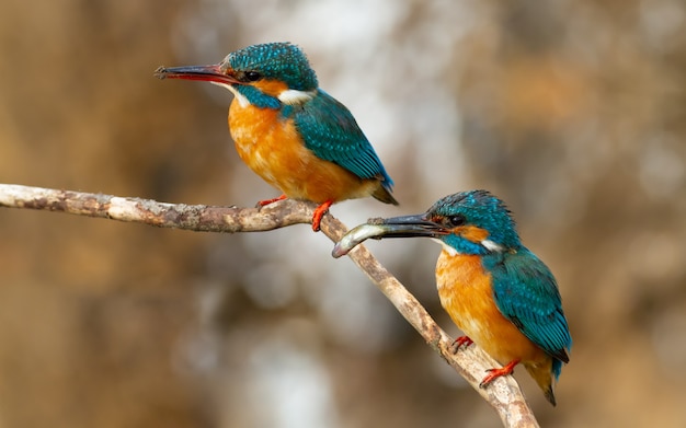 Martin pescatore comune in natura