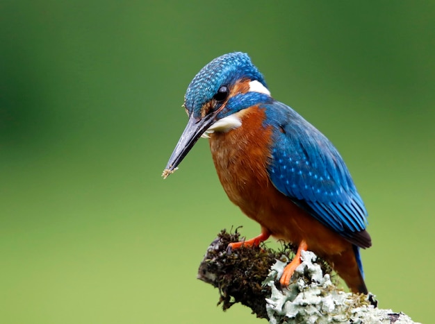 Martin pescatore comune maschio che pesca da un ramo muschioso sopra il lago