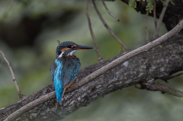 Martin pescatore comune sull'albero del ramo.