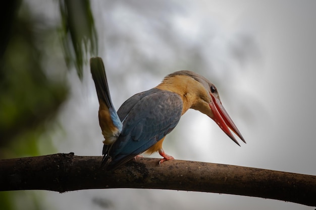 Martin pescatore dal becco di cicogna sull'albero del ramo