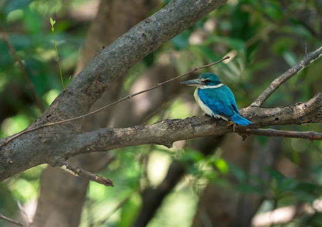 Martin pescatore dal collare che si appollaia sul ramo di albero Tailandia