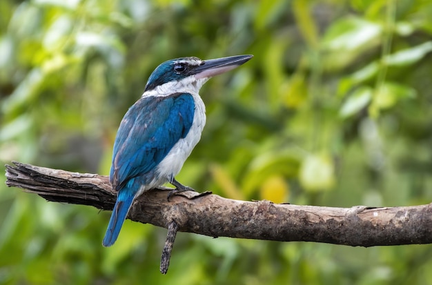 Martin pescatore dal collare che si appollaia sul ramo di albero, Thailandia