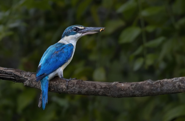 Martin pescatore dal collare con la preda che si appollaia sul ramo di albero, Thailandia