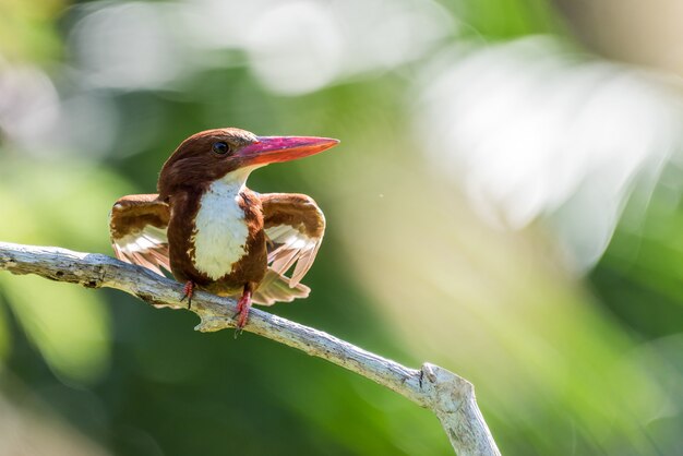 Martin pescatore dalla gola bianca (Halcyon smyrnensis) appollaiato e postura