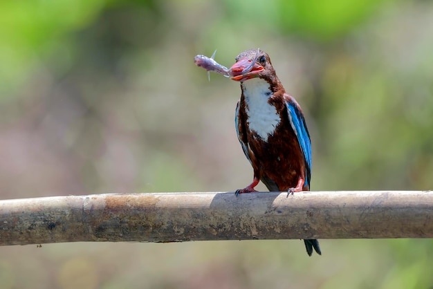 Martin pescatore dalla gola bianca (Halcyon smyrnensis) con la sua preda