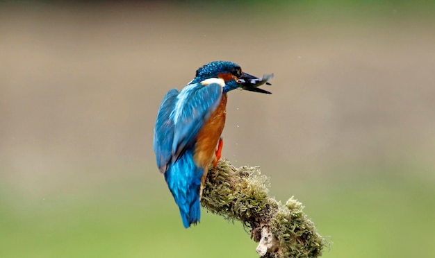 Martin pescatore maschio che pesca da un ramo muschioso