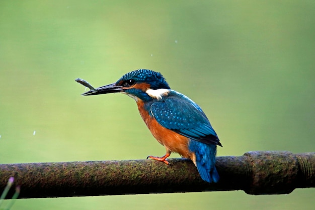 Martin pescatore maschio che pesca in riva al lago