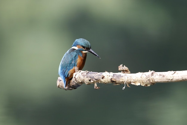 Martin pescatore maschio che pesca in riva al lago