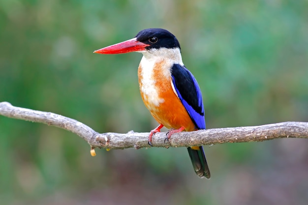 Martin pescatore nero-ricoperto Halcyon pileata Bei uccelli della Tailandia