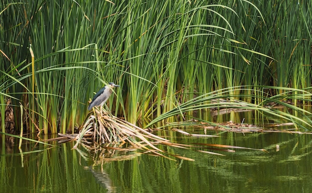 Martinete bird in piedi su brunch di piante di totora su una laguna in Pantanos de Villa Chorrillos Lima Peru