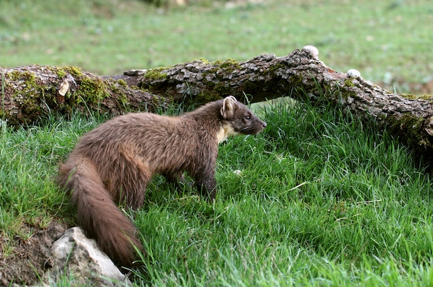 Martora mattutina, Martes martes, vertebrati, marten, martes, mammiferi