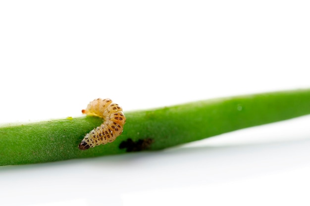 Maruca vitrata è un parassita di insetti pantropicali di leguminose come il pisello piccione Fagiolo francese Buncis Fagiolo dall'occhio Fagiolo mung e semi di soia