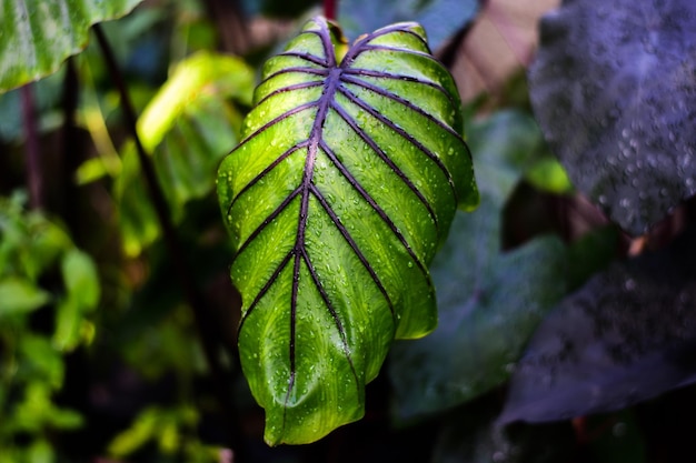 Maschera del faraone Colocasia dall'aspetto strano