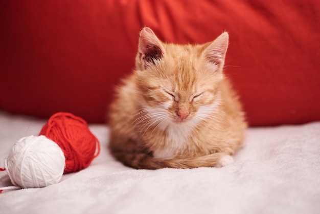 Maschera di natale con un gatto sveglio dello zenzero sui precedenti rossi