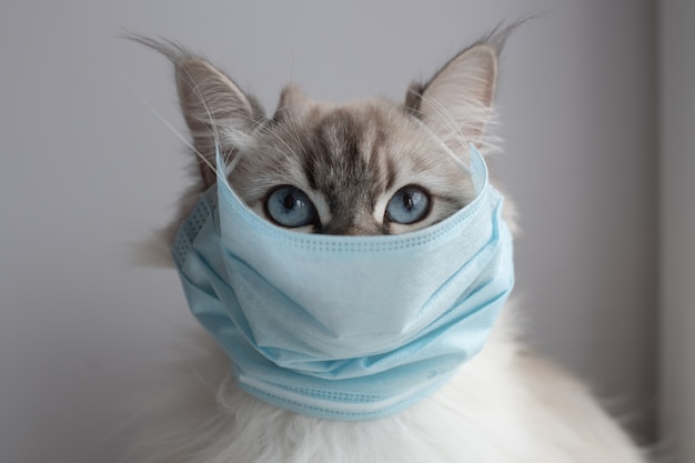 Maschera medica sul gatto per protezione