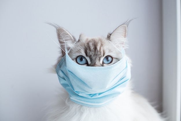 Maschera medica sul gatto