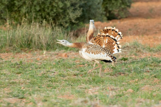 Maschi di grande otarda nella stagione degli amori in un campo di cereali senza semi in primavera nella Spagna centrale