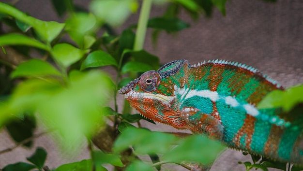 Maschio adulto Ambilobe Panther Chameleon Furcifer pardalis sulla foresta