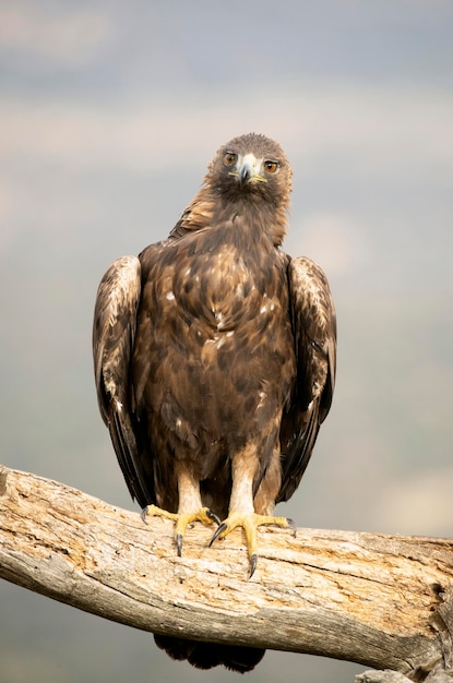 Maschio adulto Aquila reale in una zona montuosa del Mediterraneo con le prime luci dell'alba in autunno