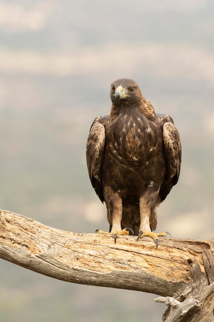 Maschio adulto Aquila reale in una zona montuosa del Mediterraneo con le prime luci dell'alba in autunno