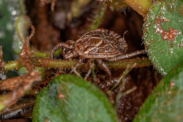 Maschio Adulto Cayenne Zecca del genere Amblyomma