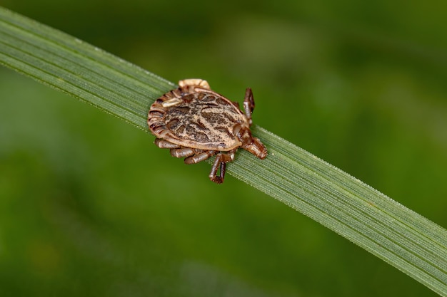 Maschio Adulto Cayenne Zecca del genere Amblyomma