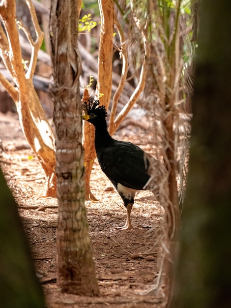 Maschio Adulto Curasso a muso nudo della specie Crax fasciolata