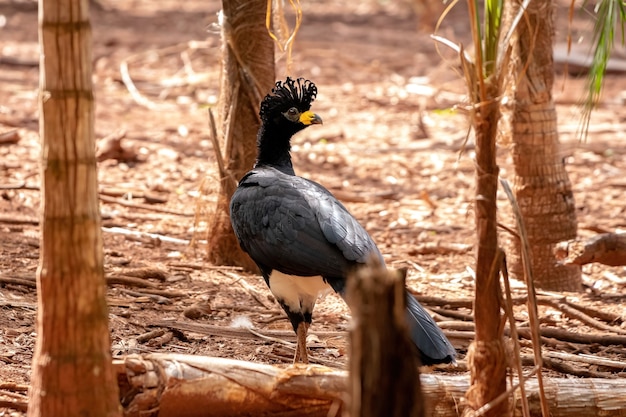 Maschio Adulto Curasso a muso nudo della specie Crax fasciolata