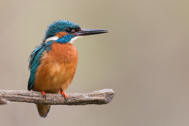 Maschio adulto del martin pescatore comune seduto da solo sul ramo in primavera