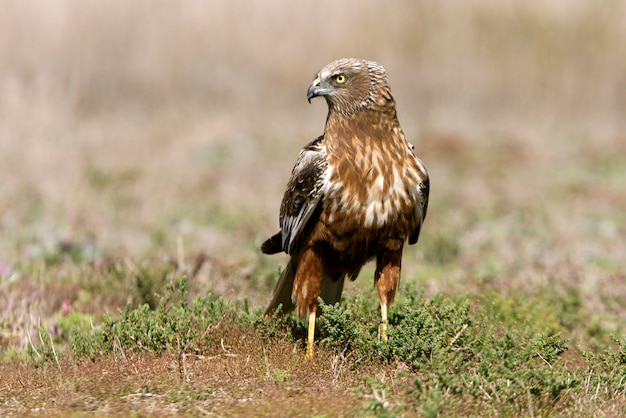 Maschio adulto del predatore palustre occidentale con le ultime luci del pomeriggio