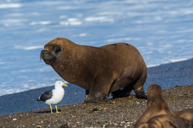 Maschio adulto di leone marino nella colonia riproduttiva Patagonia Argentina