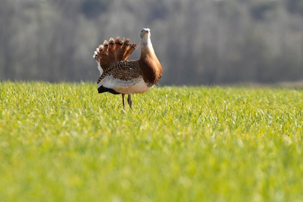 Maschio adulto di Otarda maggiore con piumaggio in calore alle prime luci di una giornata primaverile