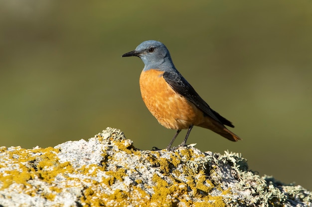 Maschio adulto di tordo di roccia Rufoustailed con le prime luci dell'alba nel suo territorio di riproduzione