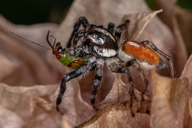 Maschio adulto Jumping Spider del genere Frigga in preda a un coleottero cucurbita della specie Diabrotica speciosa