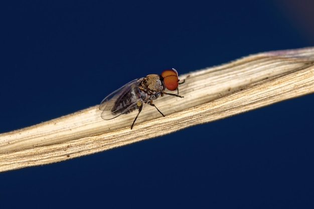 Maschio adulto mosca nera della famiglia Simuliidae