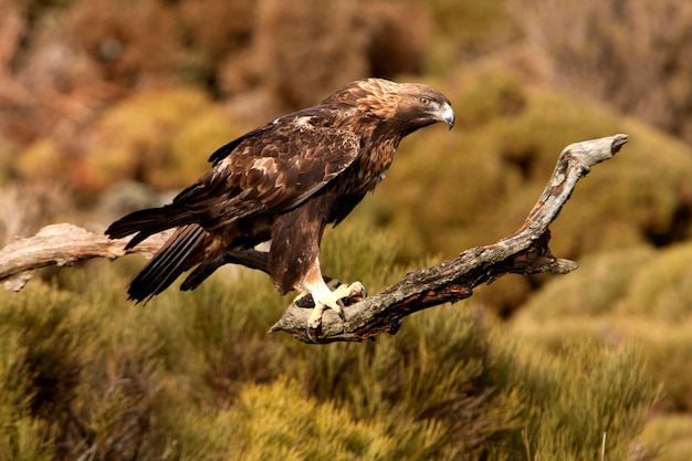 Maschio adulto vecchio di aquila reale. Aquila chrysaetos