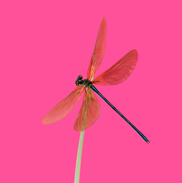 Maschio bella demoiselle, Calopteryx virgo, su un filo d'erba davanti a uno sfondo rosa