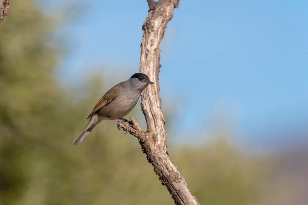 Maschio Blackcap Sylvia atricapilla Malaga Spagna