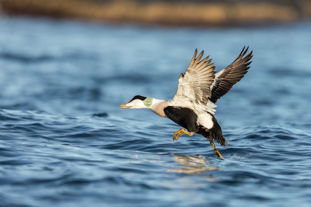 Maschio comune di Eider che decolla dall'oceano blu in inverno