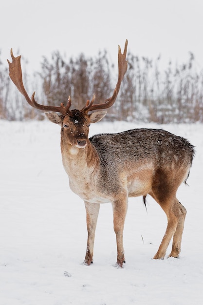 Maschio dei daini nel campo di neve nell'orario invernale. È un cervus dama. Cervus è un genere di cervo originario dell'Eurasia.