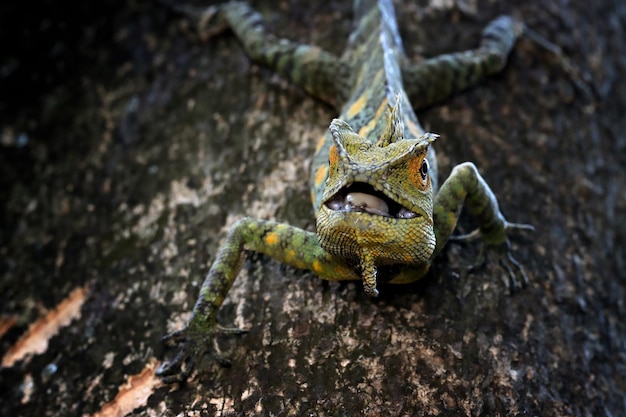 Maschio del drago della foresta della lucertola sull'erba con sfondo naturale, primo piano animale