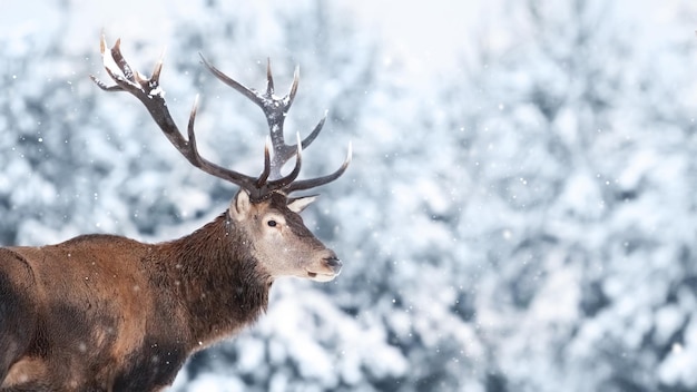 Maschio di cervo nobile nella foresta di neve invernale Copiare lo spazio