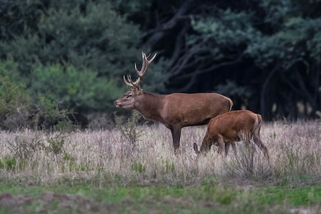 Maschio di cervo rosso ruggente nella foresta di Calden La Pampa Argentina