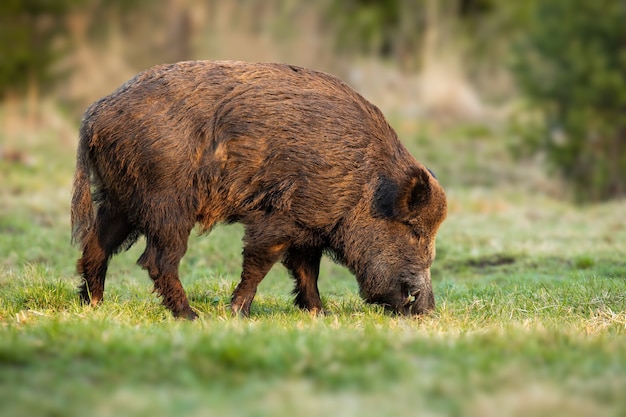 Maschio di cinghiale con denti lunghi che si alimenta con erba sul prato nella natura primaverile