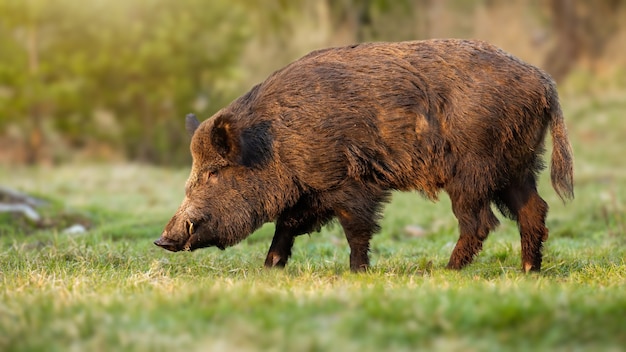 Maschio di cinghiale con lunghe zanne bianche che spuntano dal muso nella natura primaverile