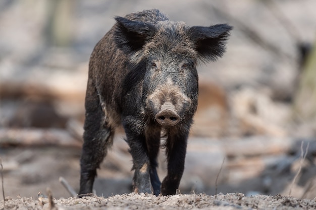 Maschio di cinghiale nella foresta