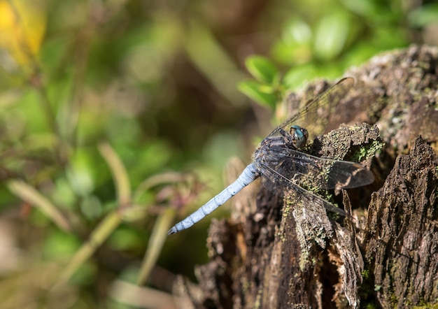 Maschio di coerulescens della scrematrice di libellula Keeled della scrematrice che si siede sul legno morto